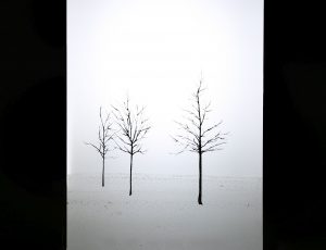 Lonely Trees